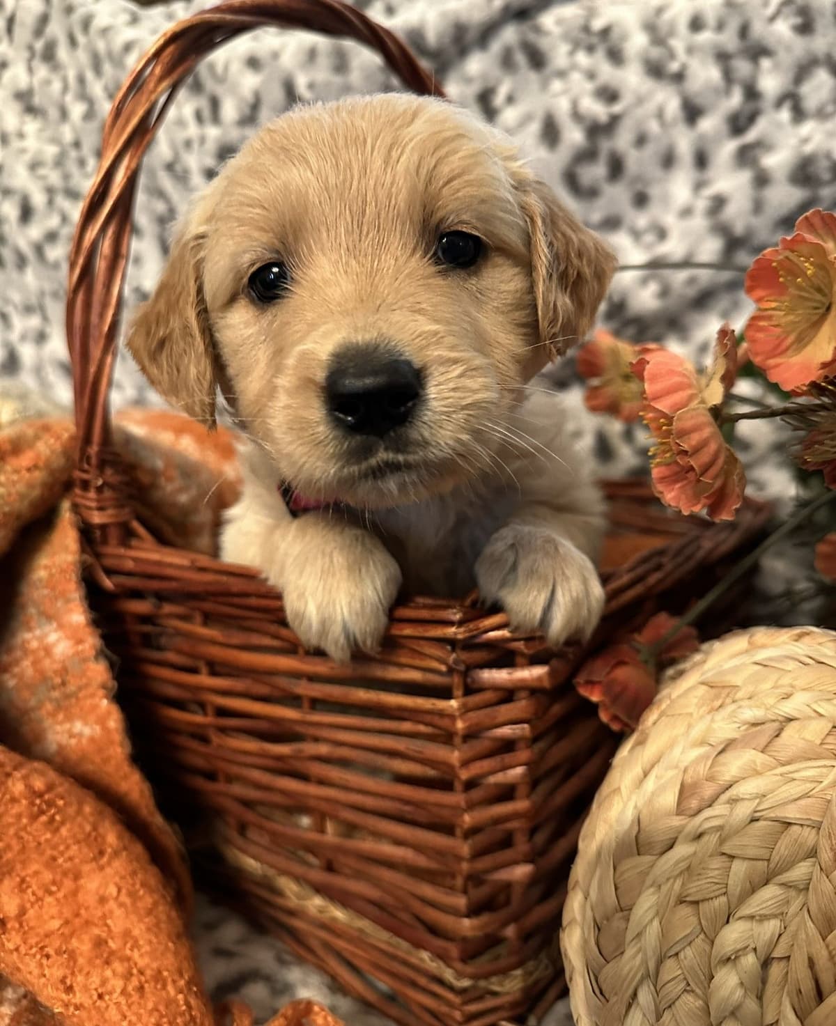 Golden Retriever Puppies breeder image 5