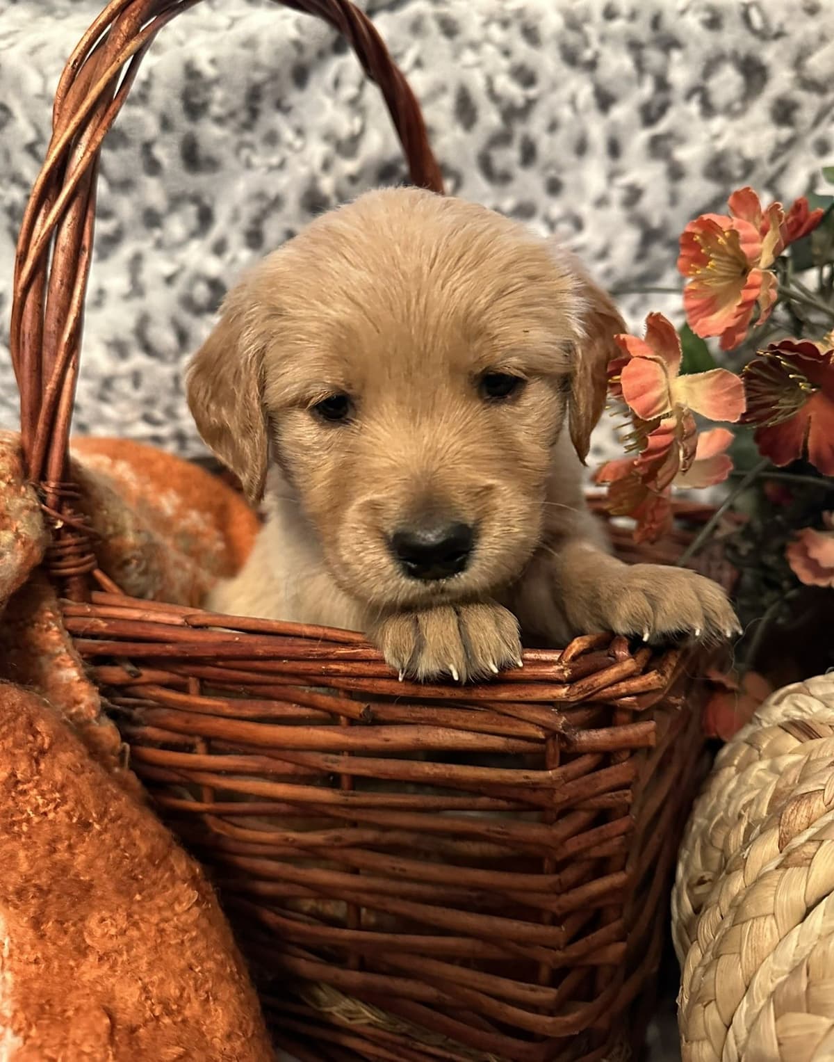 Golden Retriever Puppies breeder image 6