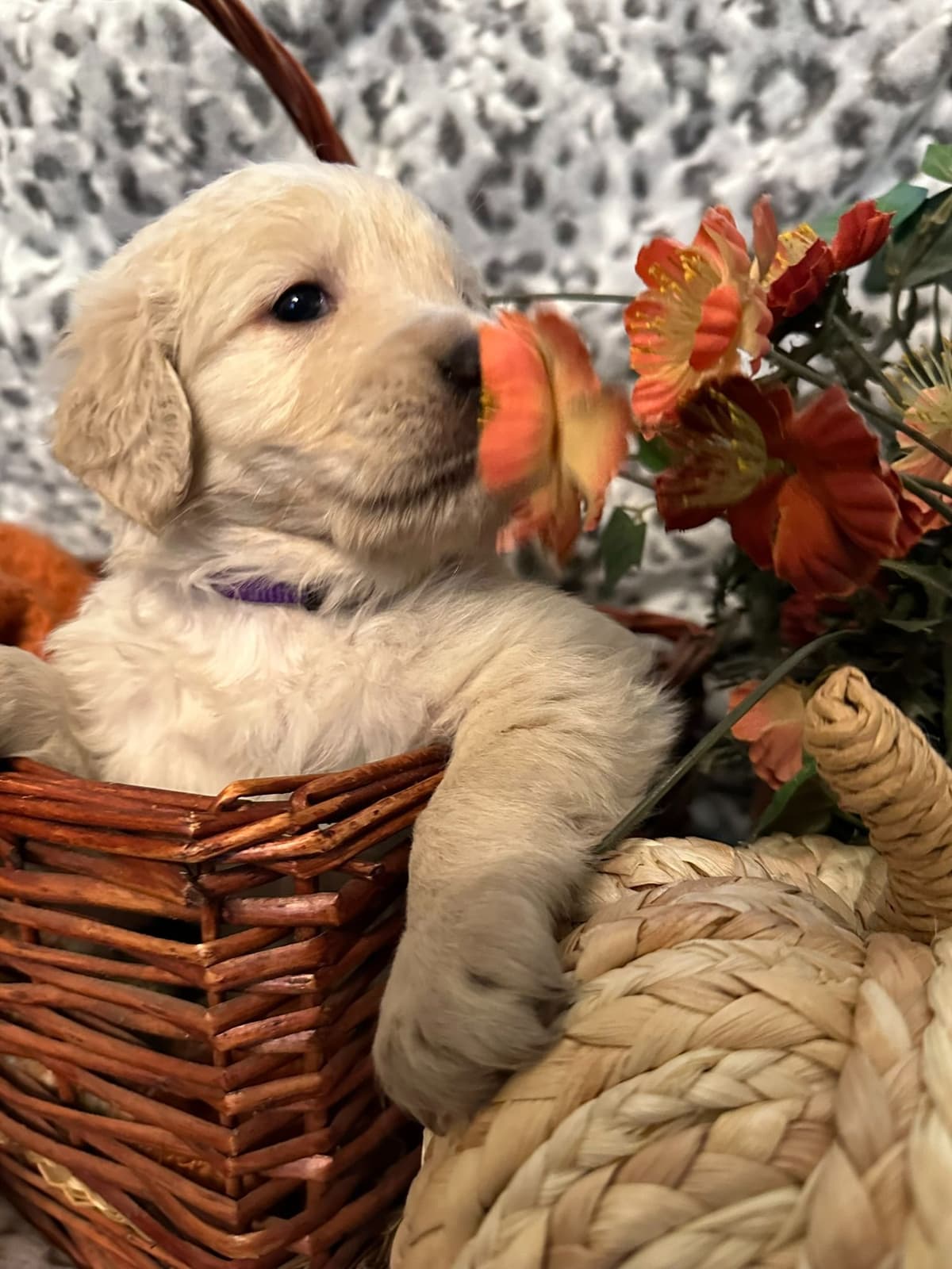 Golden Retriever Puppies breeder image 7