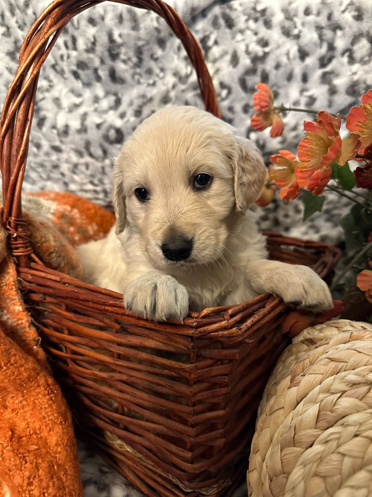 Golden Retriever Puppies breeder image 8