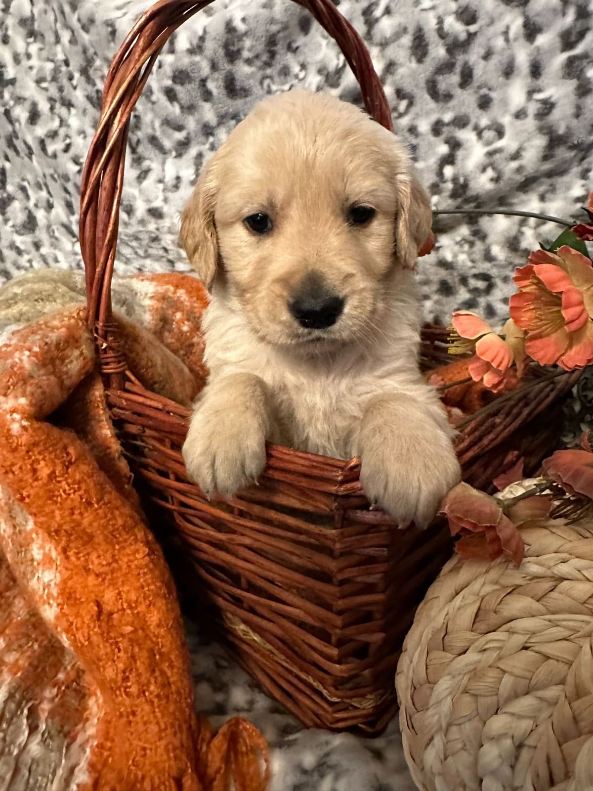 Golden Retriever Puppies breeder image 9