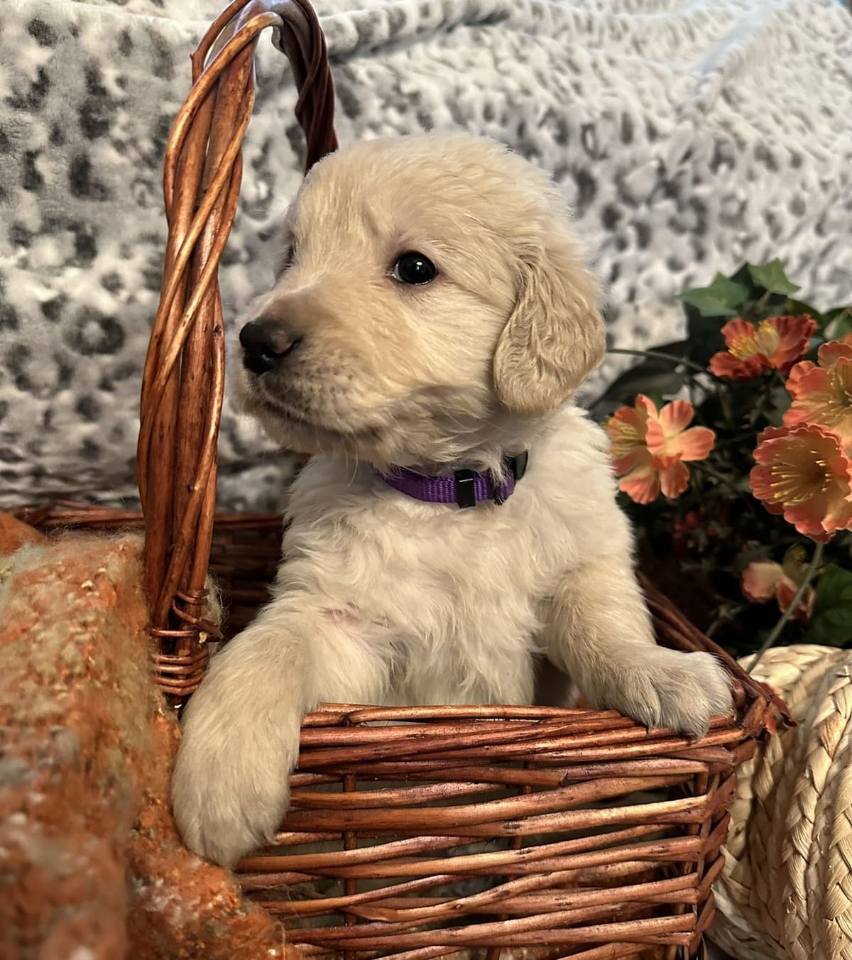 Golden Retriever Puppies breeder image 11