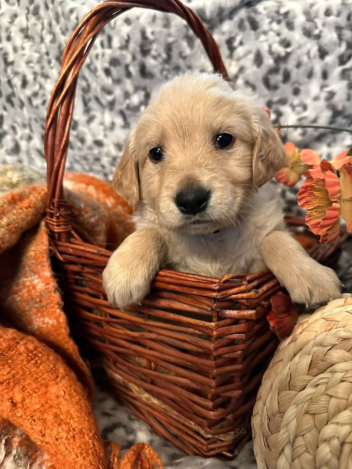 Golden Retriever Puppies breeder image 12