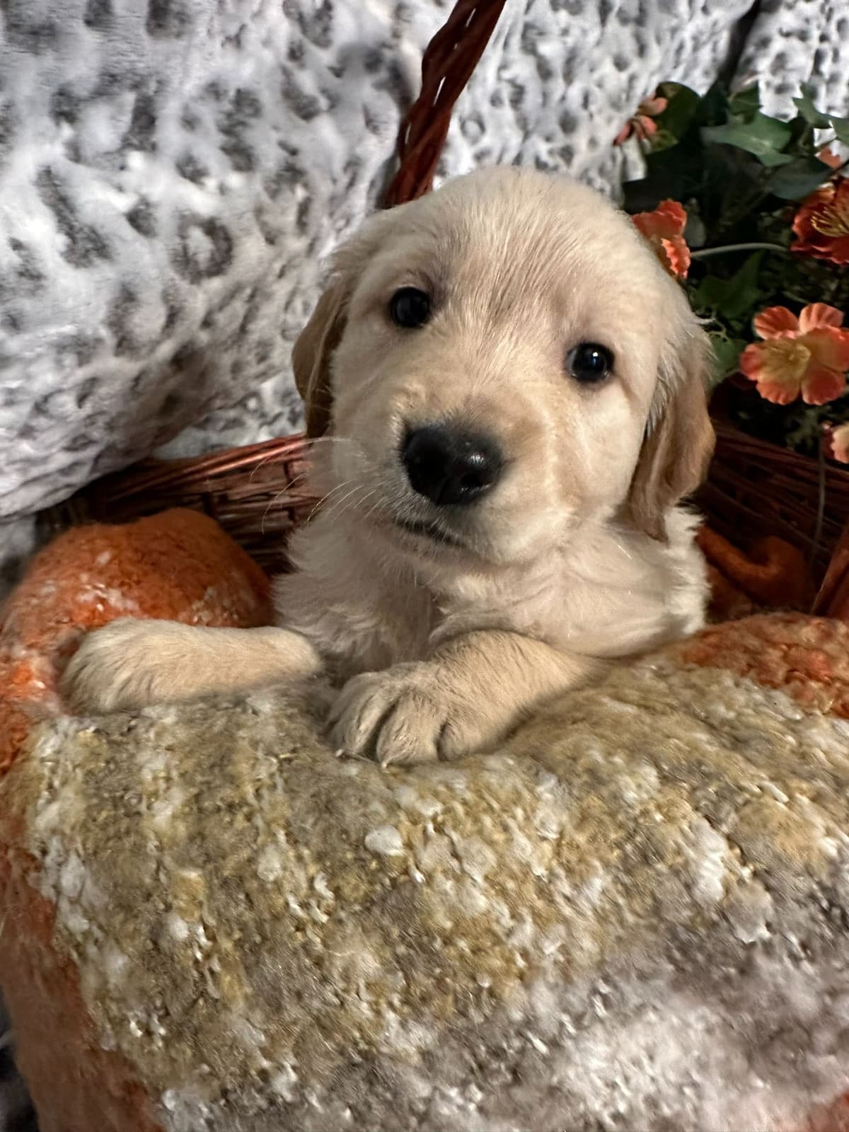 Golden Retriever Puppies breeder image 10