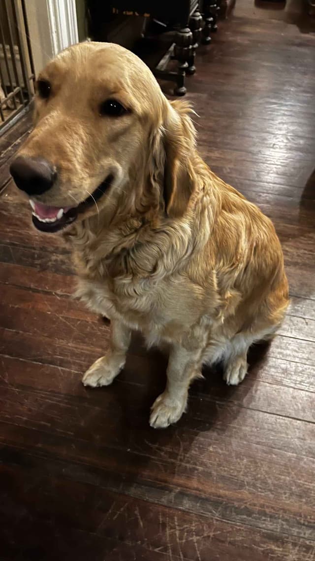 Golden Retriever Puppies media 3