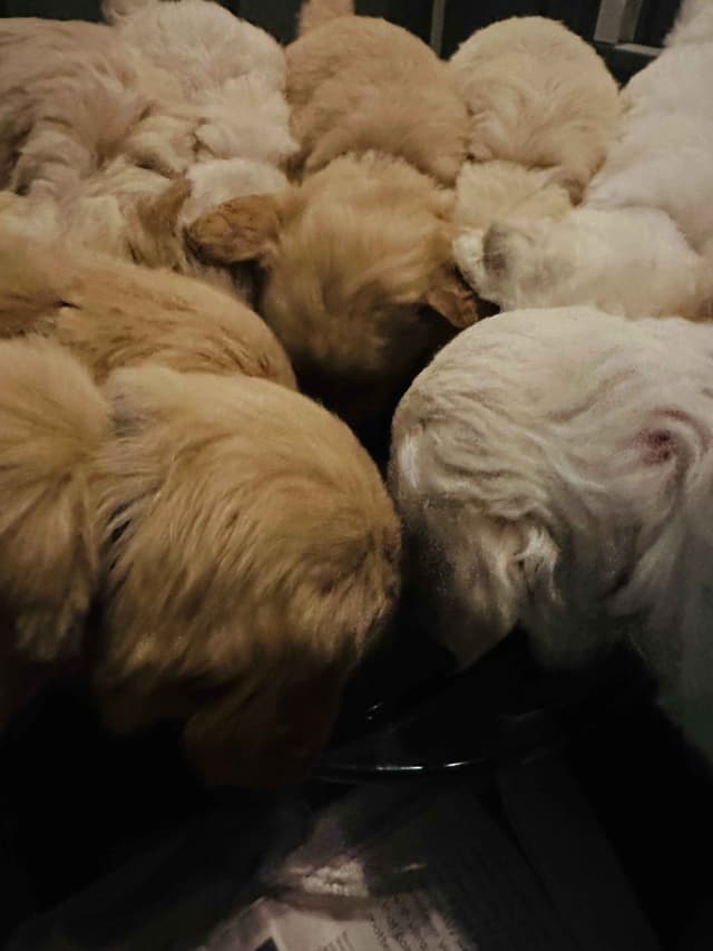 Golden Retriever Puppies media 2