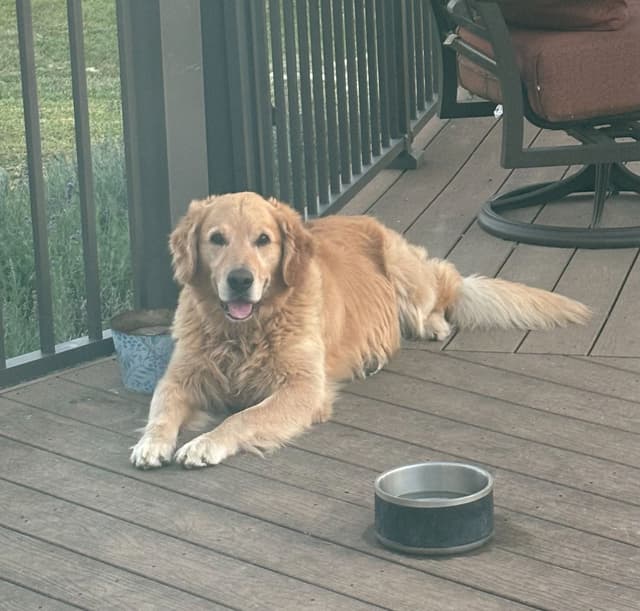 Golden Retriever Puppies media 4