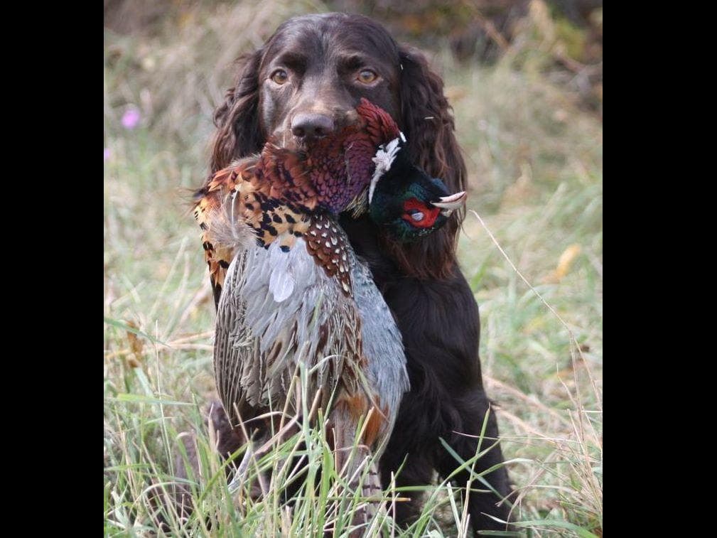 Show/hunting Boykin Spaniel Puppies breeder image 2
