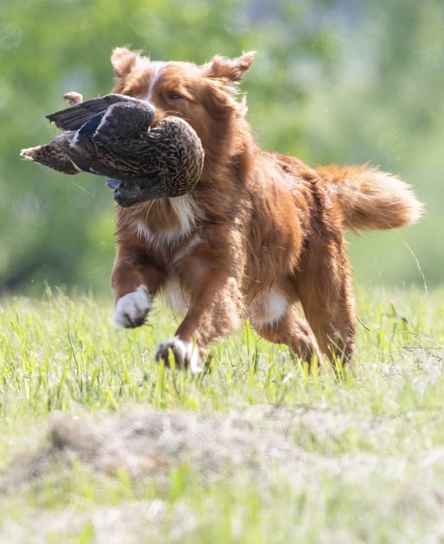Nova Scotia Duck Tolling Retriever Puppies media 3