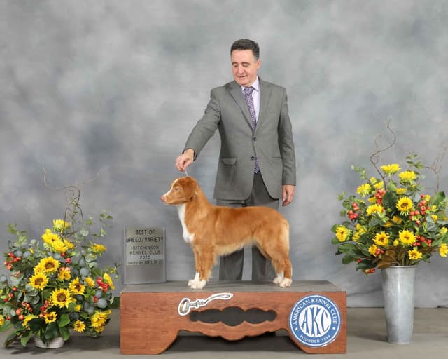 Nova Scotia Duck Tolling Retriever Puppies media 5