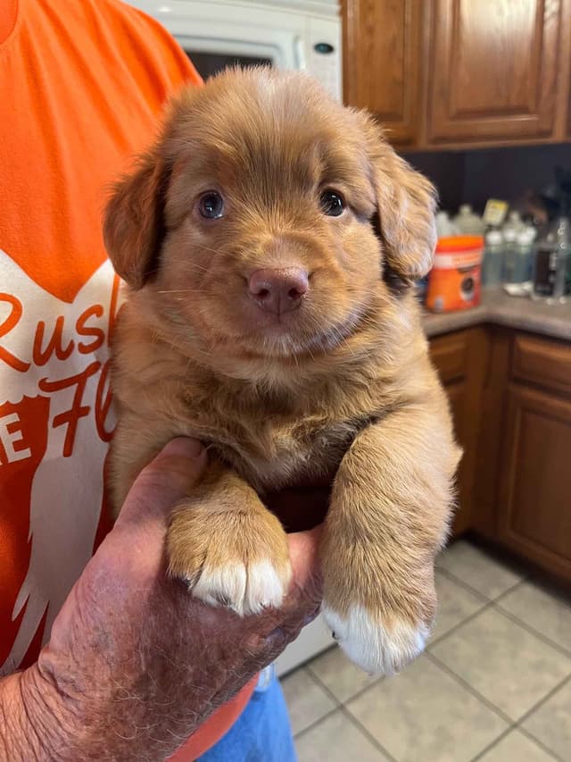 Nova Scotia Duck Tolling Retriever Puppies media 8
