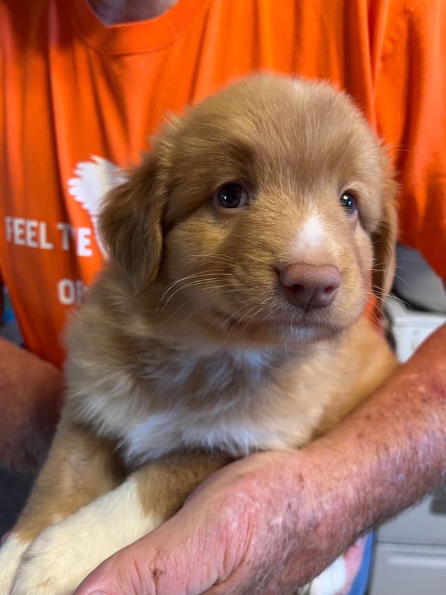 Nova Scotia Duck Tolling Retriever Puppies media 7