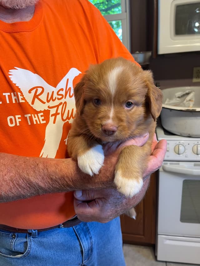 Nova Scotia Duck Tolling Retriever Puppies media 9