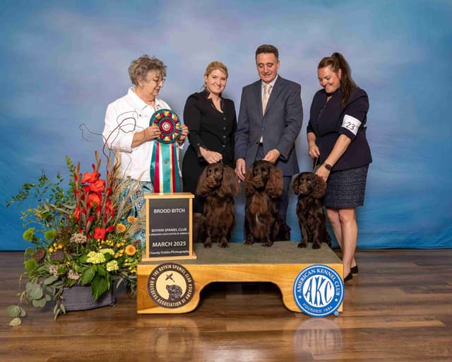 Show/hunting Boykin Spaniel Puppies media 3
