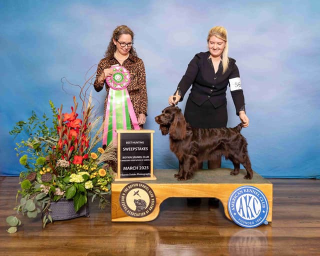 Show/hunting Boykin Spaniel Puppies media 2