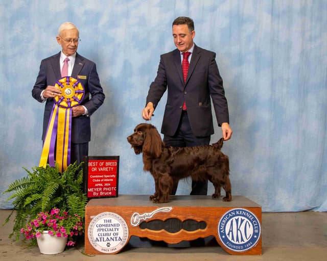 Show/hunting Boykin Spaniel Puppies media 4