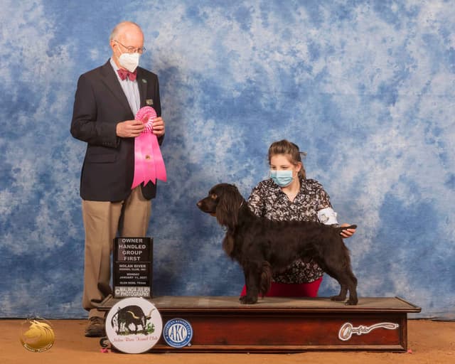 Show/hunting Boykin Spaniel Puppies media 8