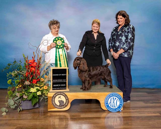 Show/hunting Boykin Spaniel Puppies media 6
