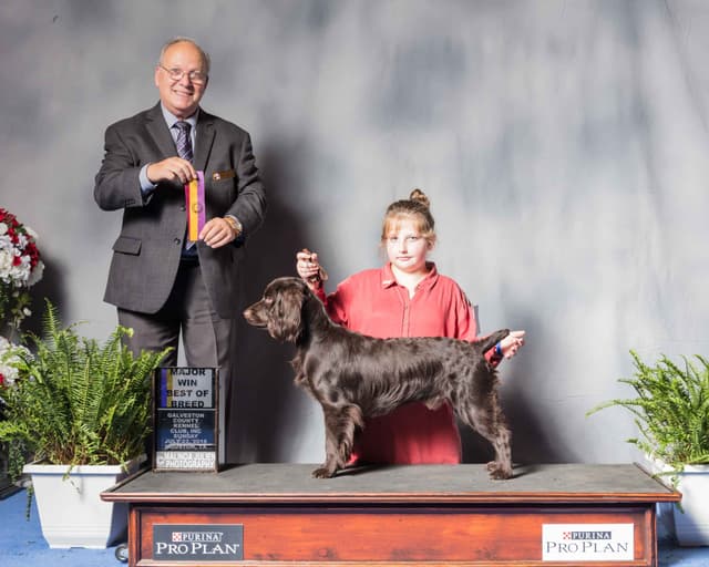 Show/hunting Boykin Spaniel Puppies media 7
