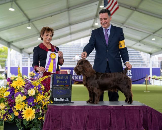 Show/hunting Boykin Spaniel Puppies media 5