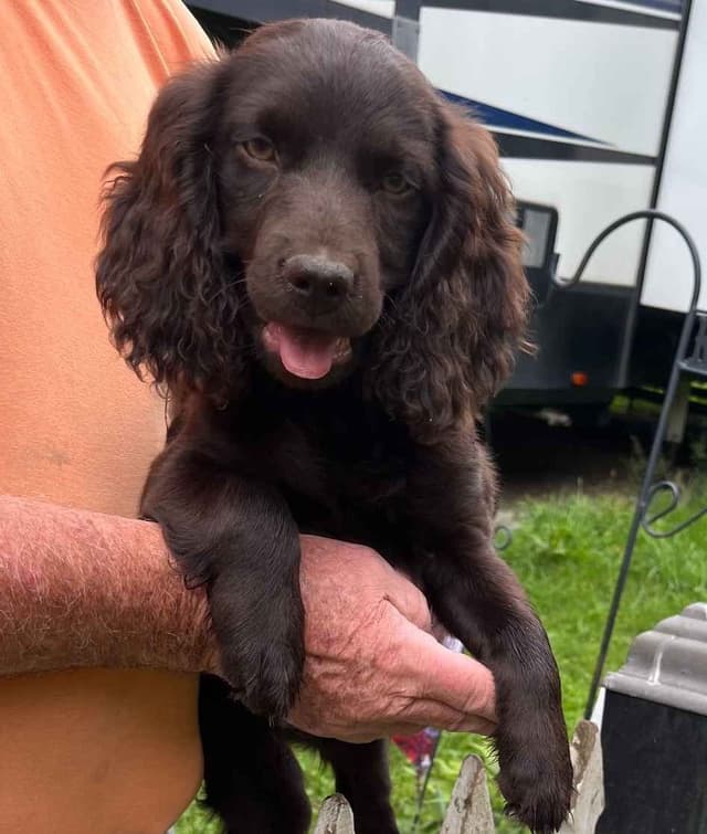 Show/hunting Boykin Spaniel Puppies media 10