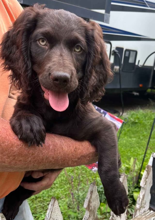 Show/hunting Boykin Spaniel Puppies media 9