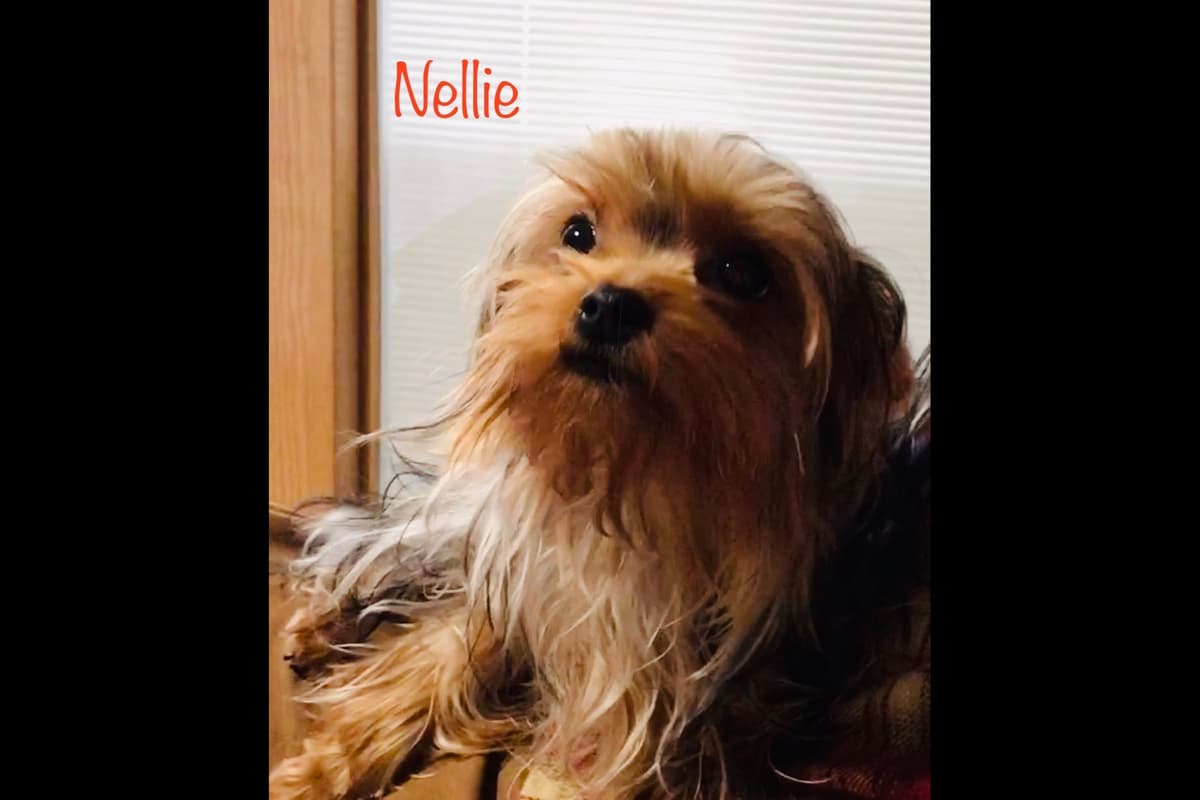 Yorkshire Terrier Puppies breeder image 1