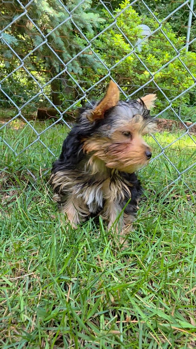 Yorkshire Terrier Puppies media 2