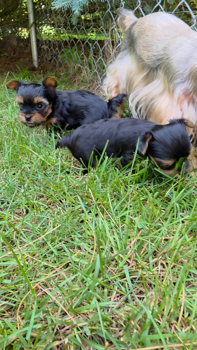 Yorkshire Terrier Puppies media 2