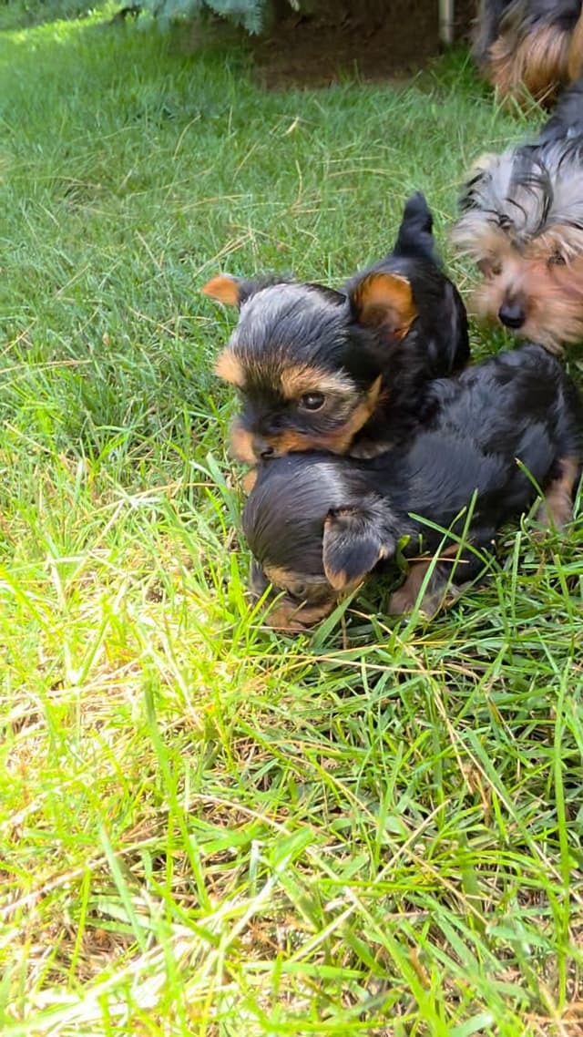 Yorkshire Terrier Puppies media 3