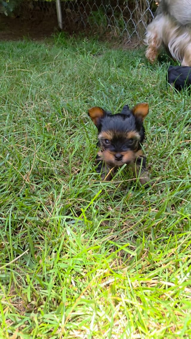 Yorkshire Terrier Puppies media 4