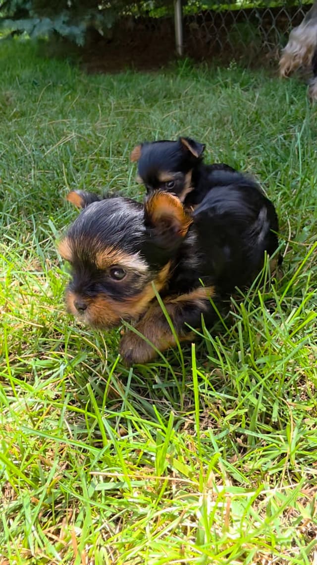 Yorkshire Terrier Puppies media 5