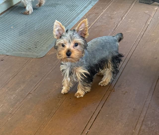 Yorkshire Terrier Puppies media 3