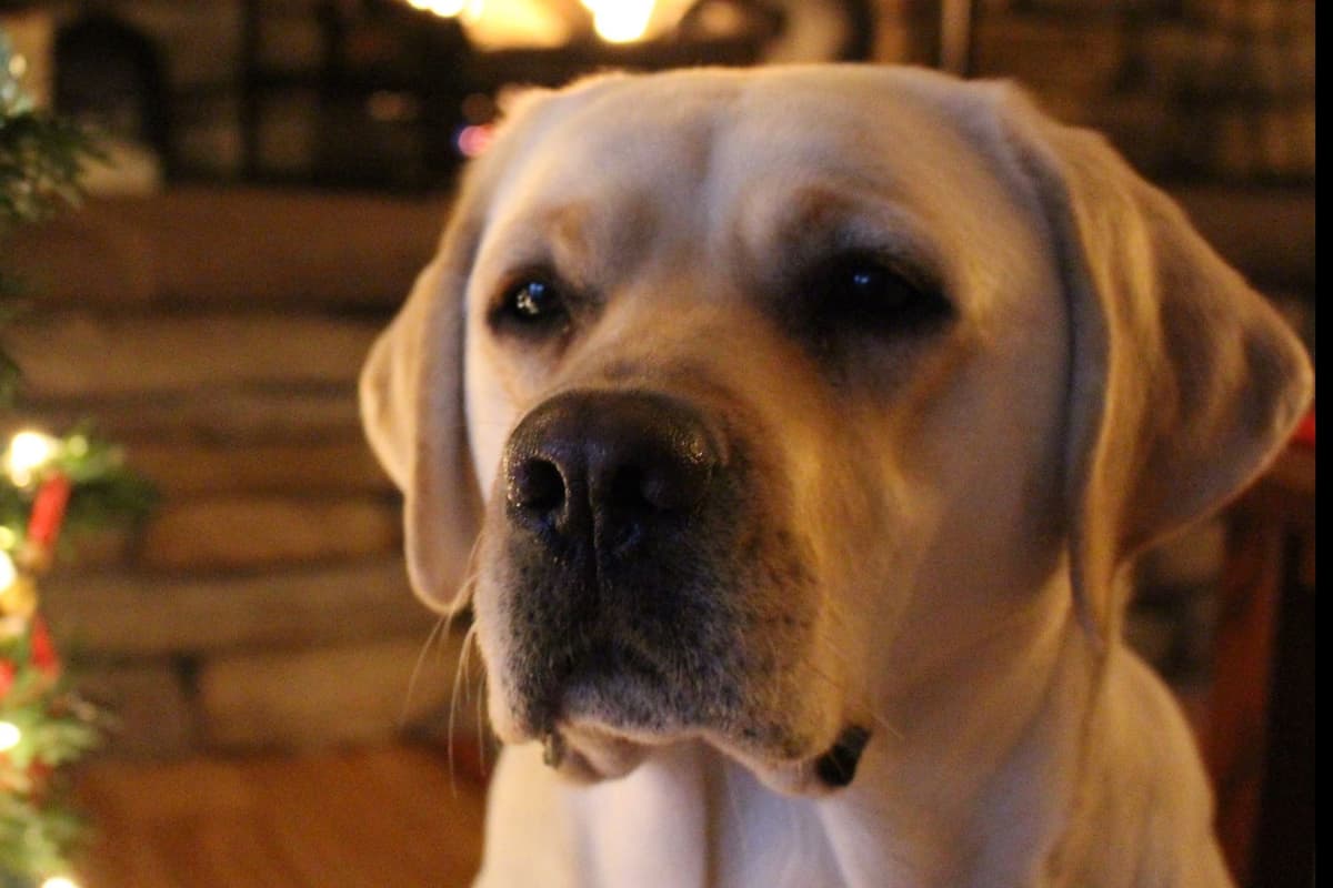 Labrador Retriever Puppies breeder image 1