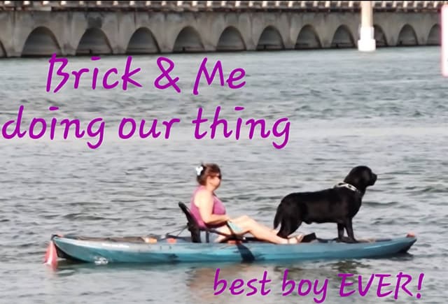 Labrador Retriever Puppies media 2