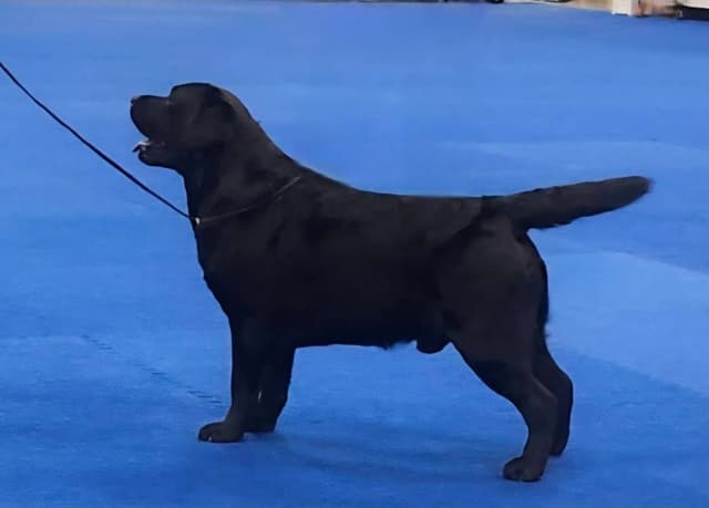 Labrador Retriever Puppies media 3