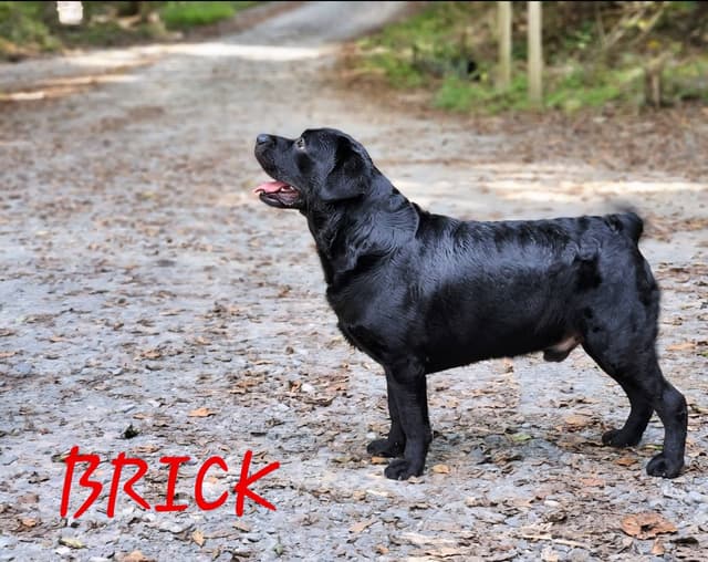 Labrador Retriever Puppies media 8
