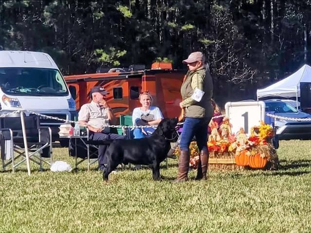 Labrador Retriever Puppies media 9