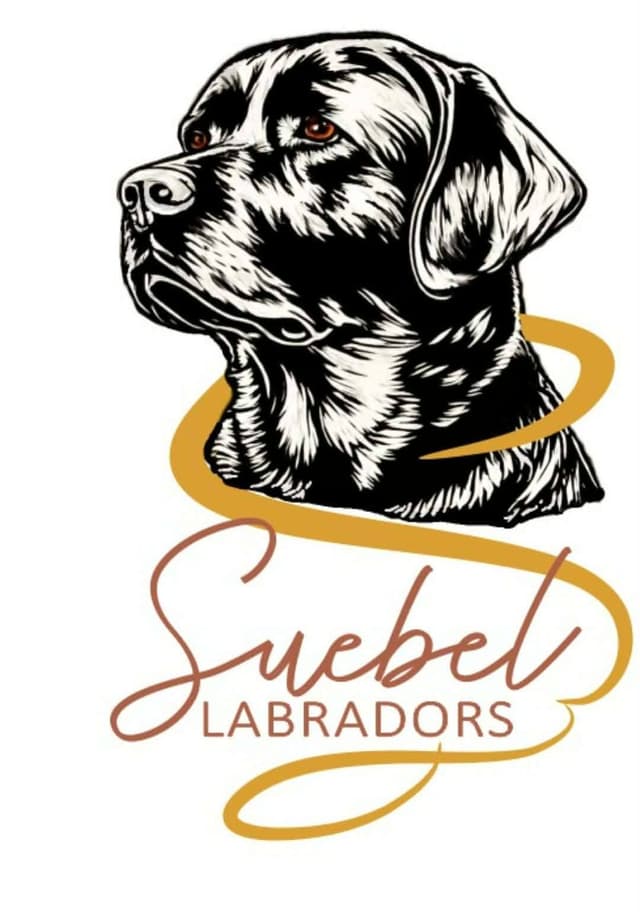 Labrador Retriever Puppies media 13