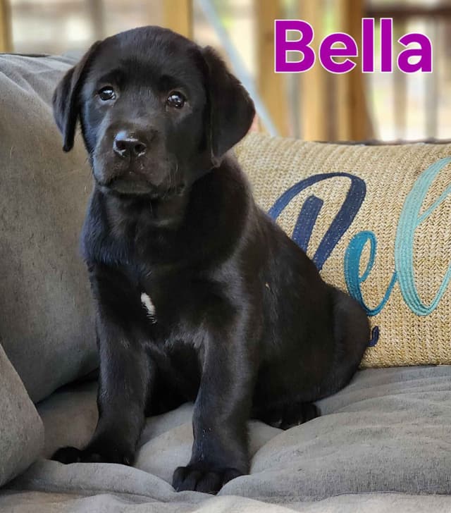 Labrador Retriever Puppies media 16