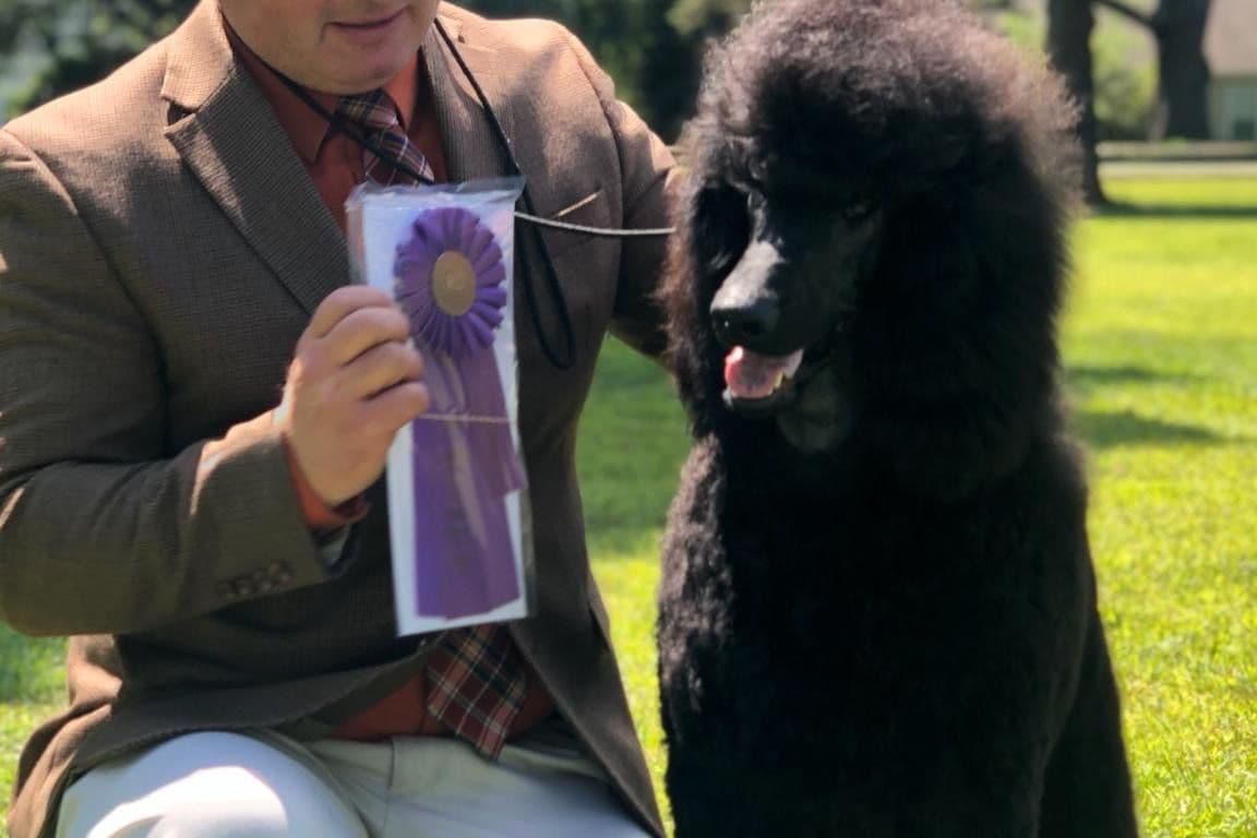 Poodle Puppies breeder image 3