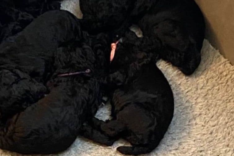 Poodle Puppies breeder image 4