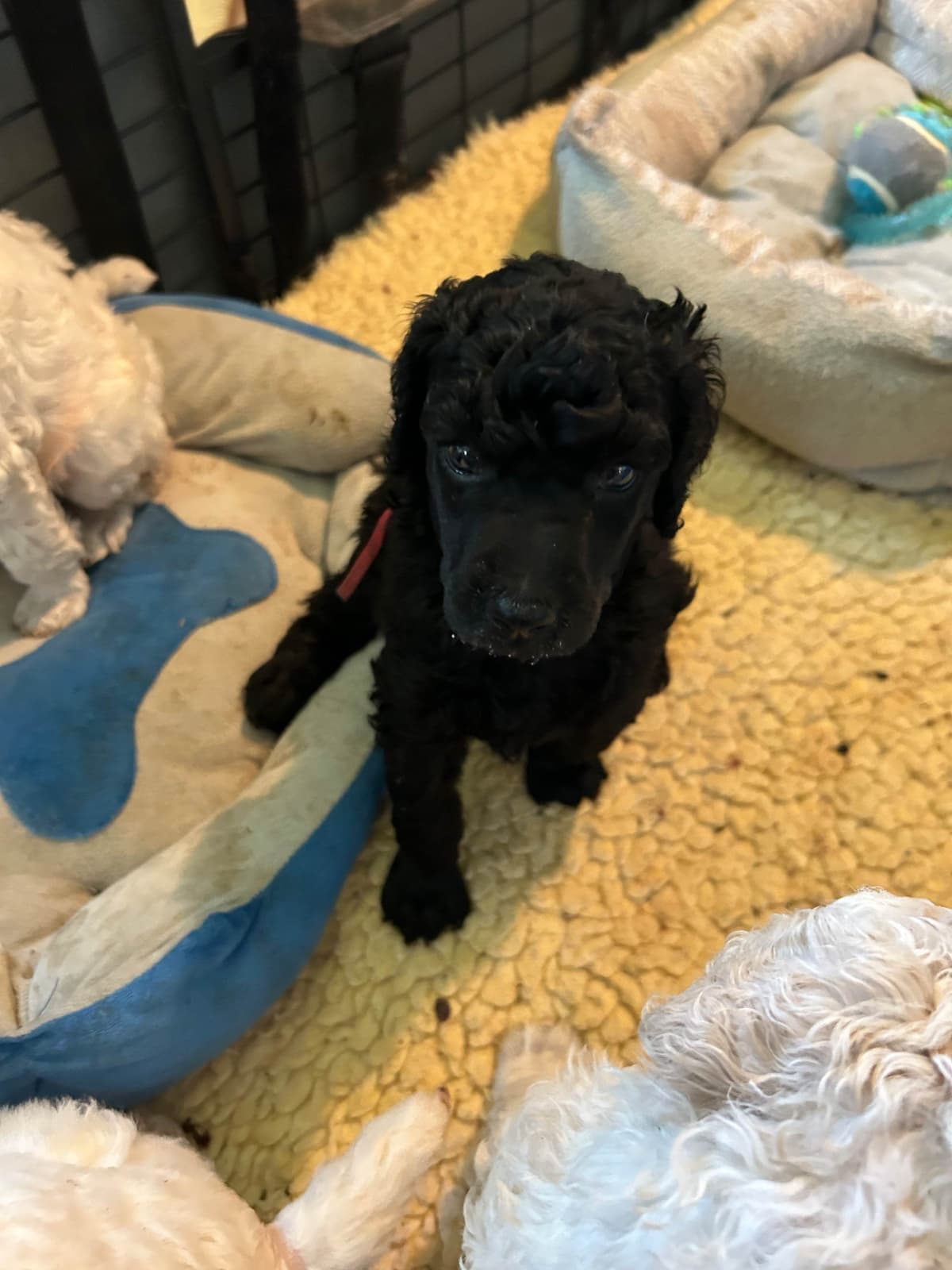 Poodle Puppies breeder image 6