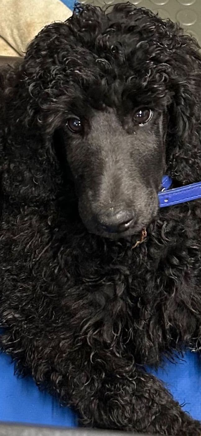 Poodle Puppies breeder image 7