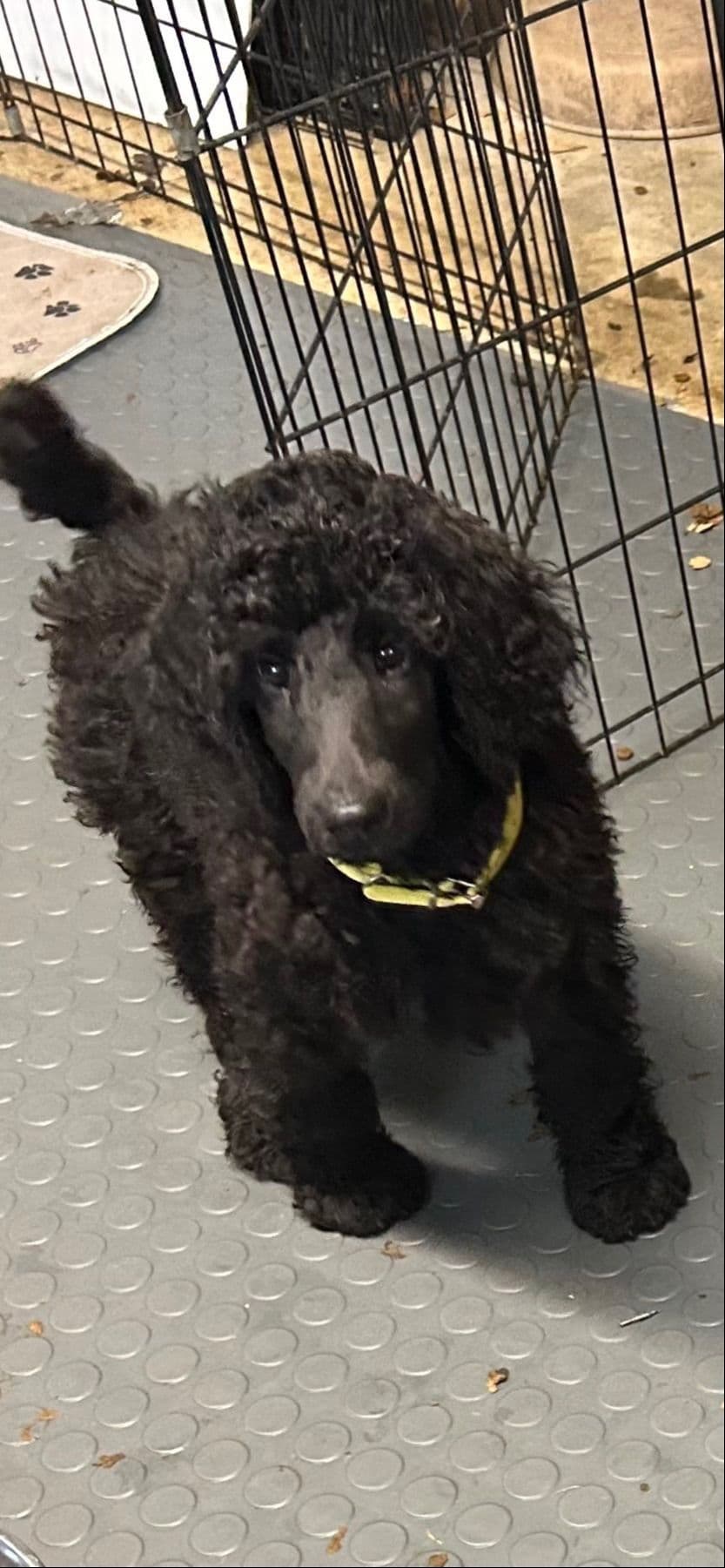 Poodle Puppies breeder image 8
