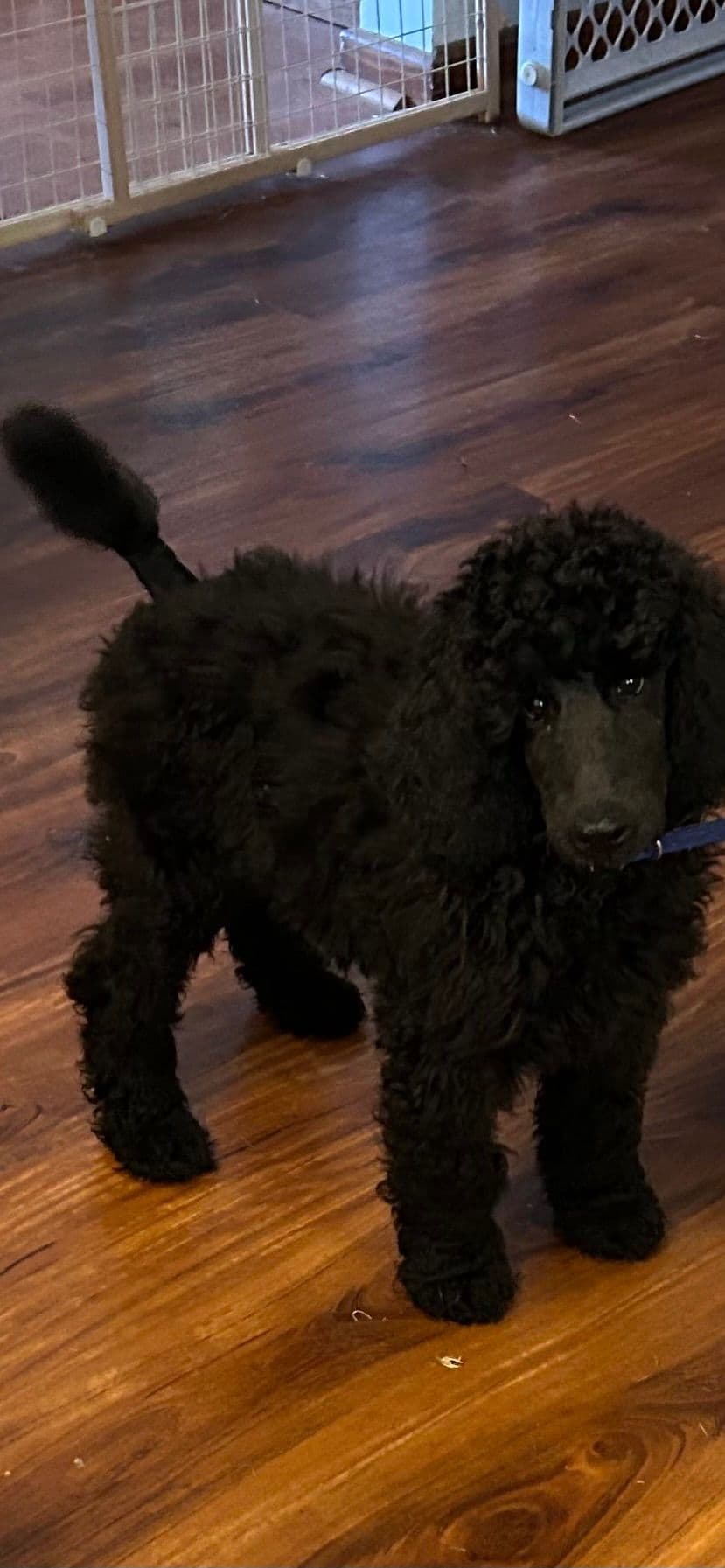 Poodle Puppies breeder image 9