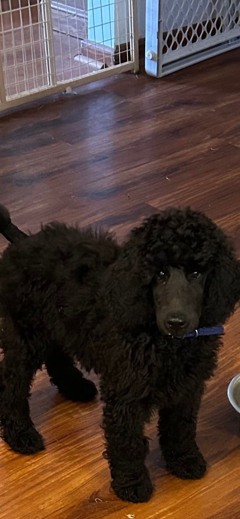 Poodle Puppies breeder image 10