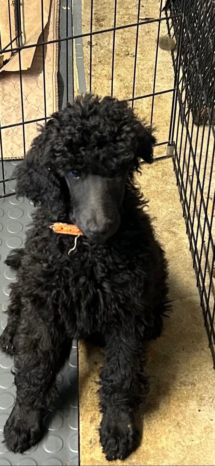 Poodle Puppies breeder image 13