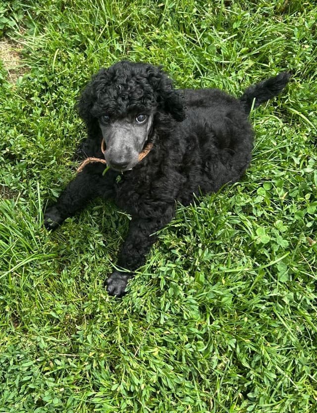 Poodle Puppies media 3