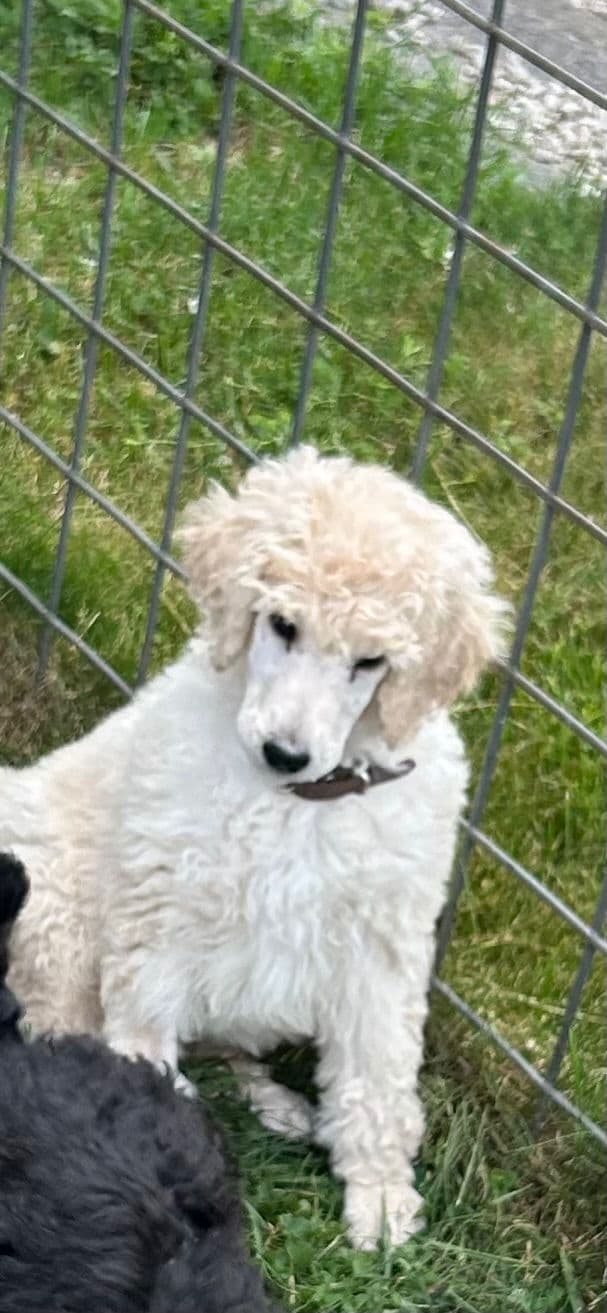 Poodle Puppies media 3
